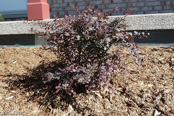 Berberis_Ruby-Carousel-474.jpg - La voici dans son habitacle réel