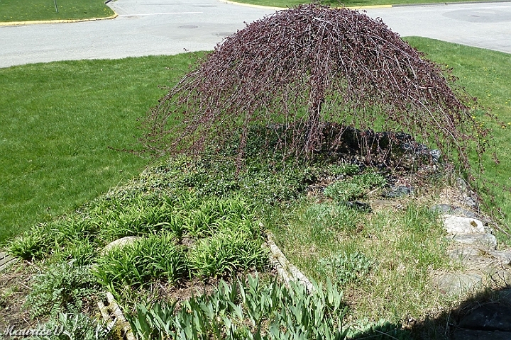 Debut-124.jpg - Le pommetier pleureur Royal est le seul à demeurer sur les lieux