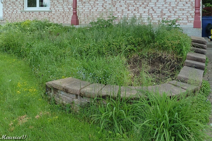 Debut-165.jpg - Cette année, aucun entretien avant les travaux.  Laissons ce rôle à la nature.