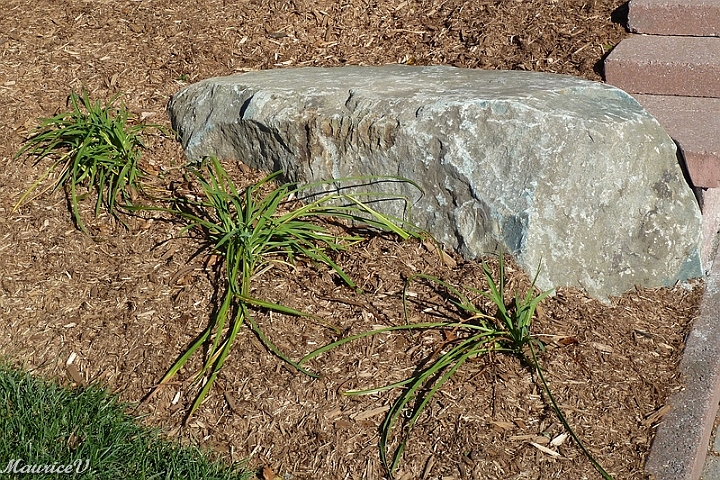 Hemerocalle_Red-Volunteer-494.jpg - Hémérocalle rouge,  Zone = 3 A,  Hauteur maximale = 60 cm,  Largeur maximale = 60 cm,  Floraison en juillet et août