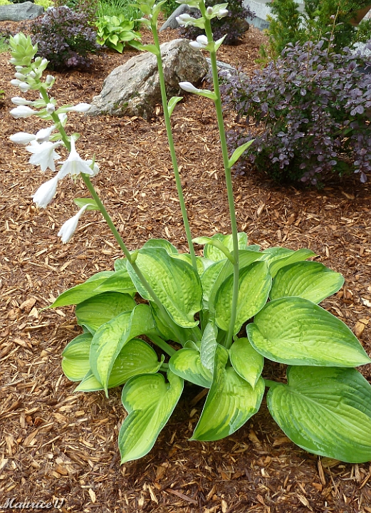 Hosta_Paradigm-2013.jpg - 2013-06-28  Hosta Paradigm
