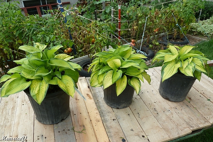 Hosta_Paradigm-424.jpg - Hosta géant Paradigm