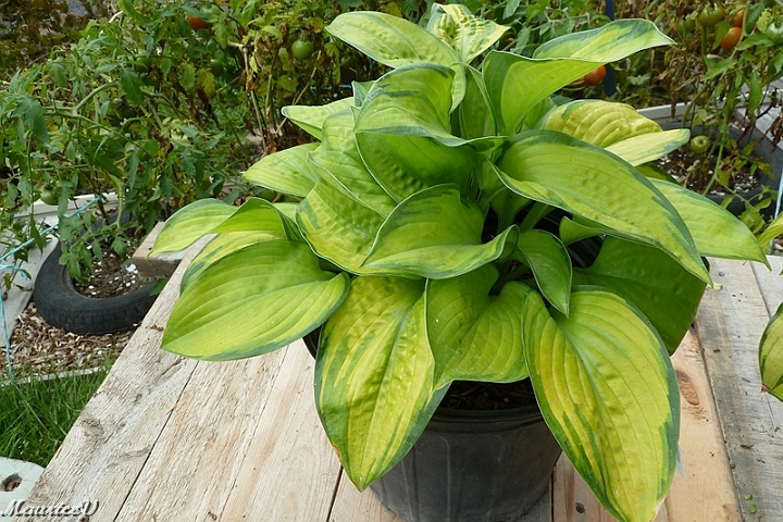 Hosta_Paradigm-425.jpg - Zone = 3,  Hauteur maximale = 60 cm,  Largeur maximale = 115 cm