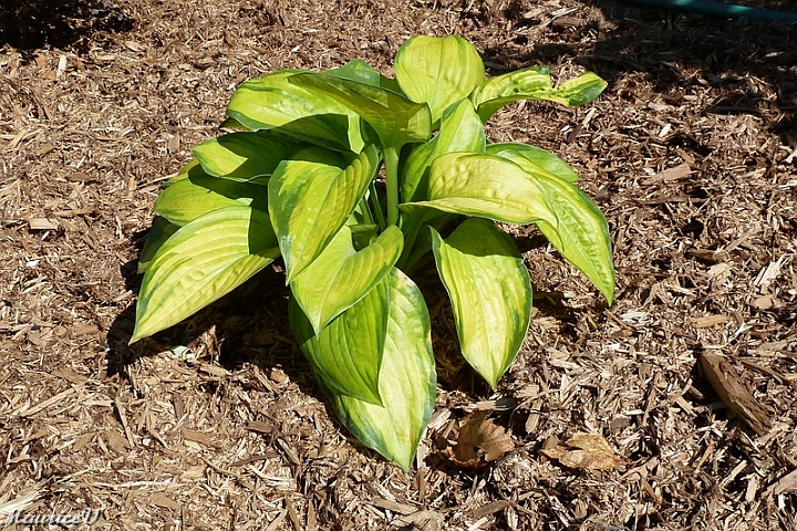 Hosta_Paradigm-472.jpg - Ces feuilles sont teintées et graduées