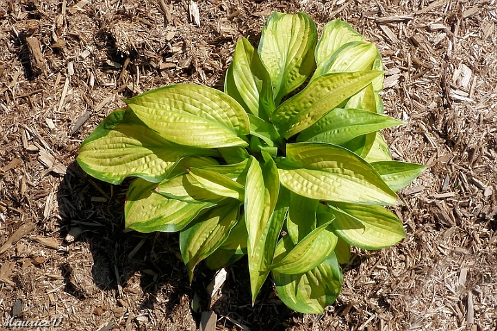 Hosta_Paradigm-477.jpg - une vue d'en haut