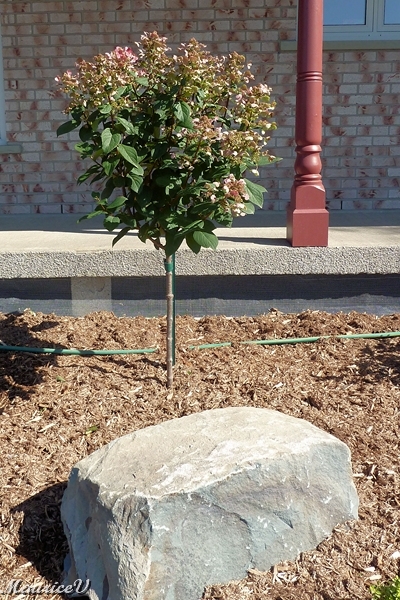 Hydrangee_Quick-Fire-469.jpg - Hydrangée Quick Fire sur tige (Nouveauté en 2011)