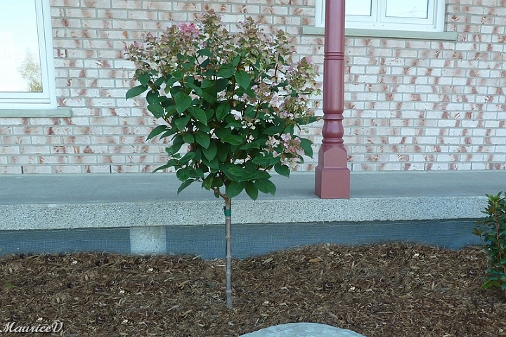 Hydrangee_Quick-Fire-499.jpg - Zone = 3,  Hauteur maximale = 2 mètre,  Largeur maximale = 1,5 mètre,  Floraison en juillet et août