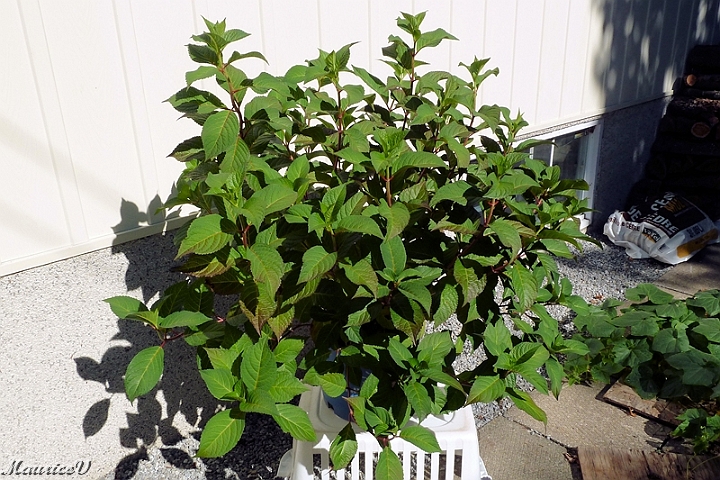 Hydrangee_Twist-n-Shout-466.jpg - Hydrangée Twist-n Shout