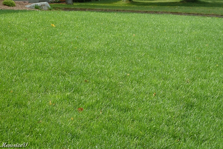 Pelouse-508.jpg - La pelouse est dense et les vers de terre sont nombreux sous la tourbe