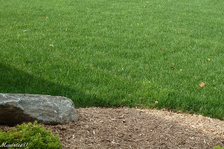 Pelouse-509.jpg - Wow, après 10 jours, le gazon a été coupé déjà 2 fois