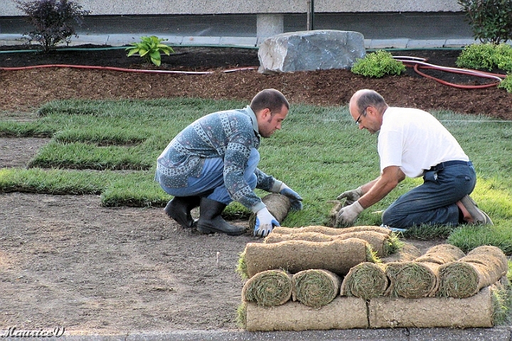 Pelouse-Fr06.jpg - Chaque rouleau couvre 10 pieds carré  soit 2 pieds de large et 5 pieds de long