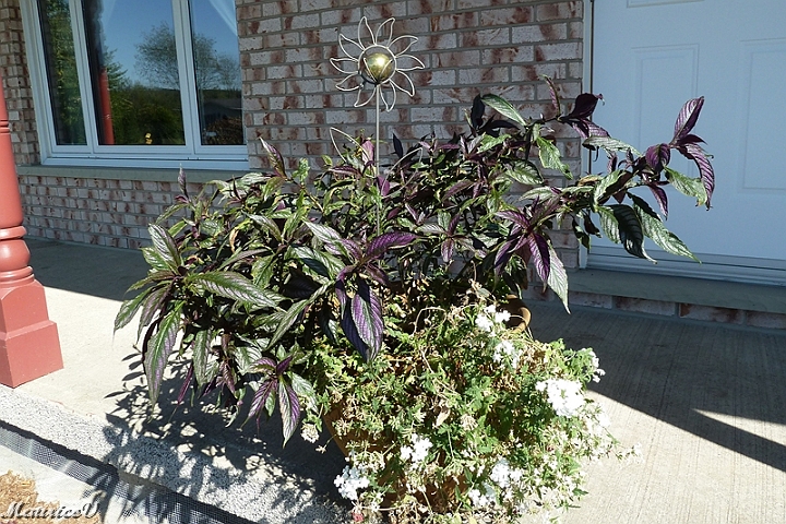 Pot_Annuelles-482.jpg - Remarqué en haut de la tige, le soleil nous ébahit  (Photo prise en septembre)