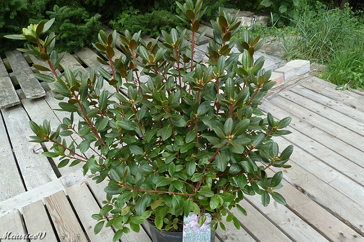 Rhododendron_Elite-431.jpg - Rhododendron P.J.M Élite   http://www2.ville.montreal.qc.ca/jardin/info_verte/rhododendrons/entretien.htm