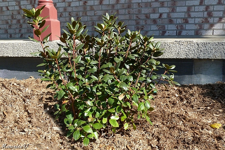 Rhododendron_Elite-470.jpg - Zone = 4 B,  Hauteur maximale = 1.5 mètre,  Largeur maximale = 1,3 mètre,  Floraison en mai