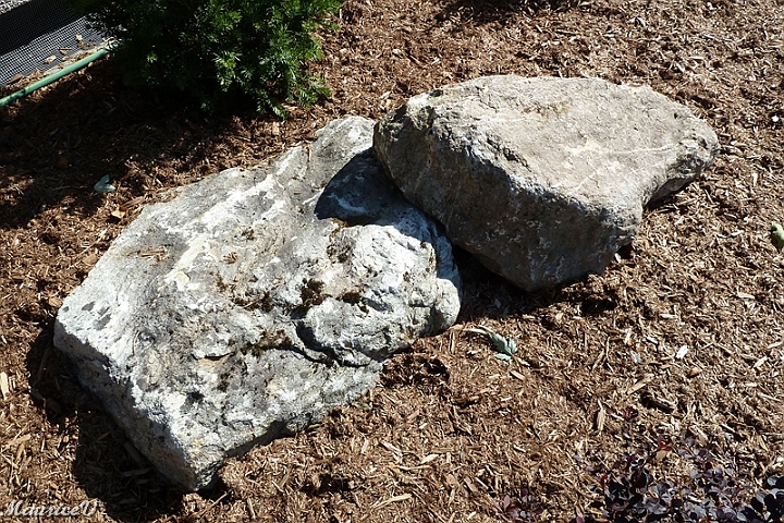 Roches-483.jpg - Les roches sont maintenant enrobées de paillis