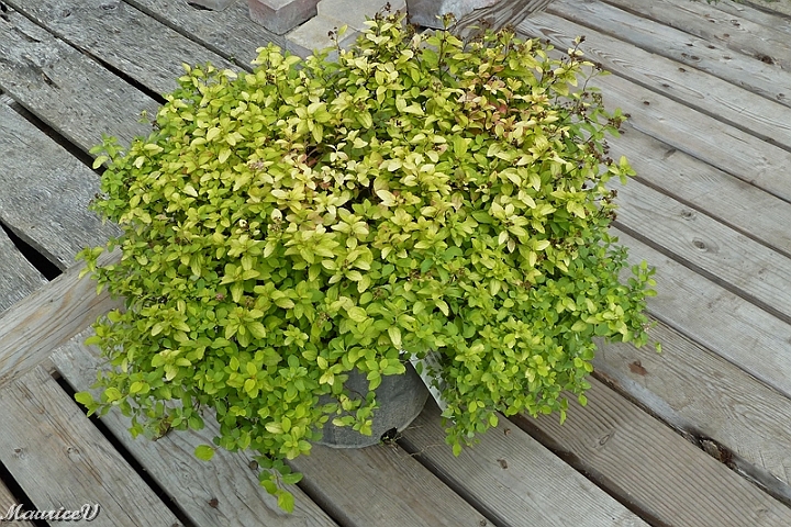 Spiree_Golden-Carpet-430.jpg - À sa floraison, elle devient rose