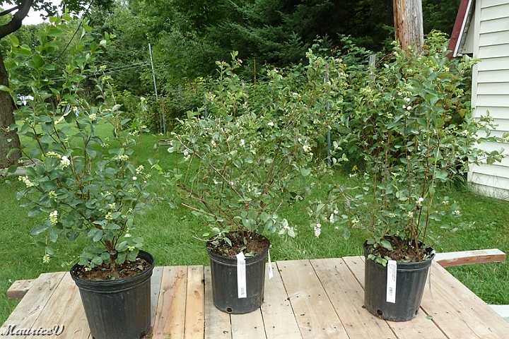 Symphorine_Albus-417.jpg - Symphorine Albus