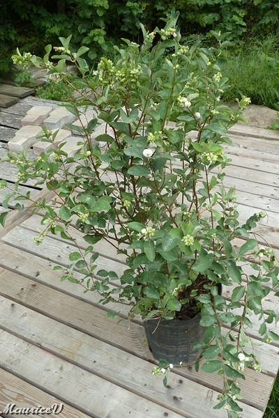 Symphorine_Albus-427.jpg - Son fruit est blanc et grosseur d'un bleuet.  Les oiseaux en raffolent