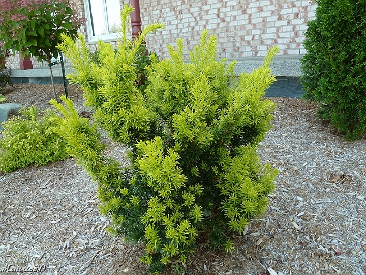Taxus-If-nain-201308.jpg - 2013-08 Taxus If nain qui a connu de la difficulté avec des pucerons, mais il s'est replombé