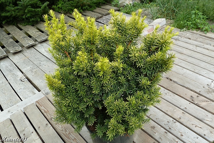 Taxus_Bright-Gold-435.jpg - Taxus - If nain Dwarf Bright Gold