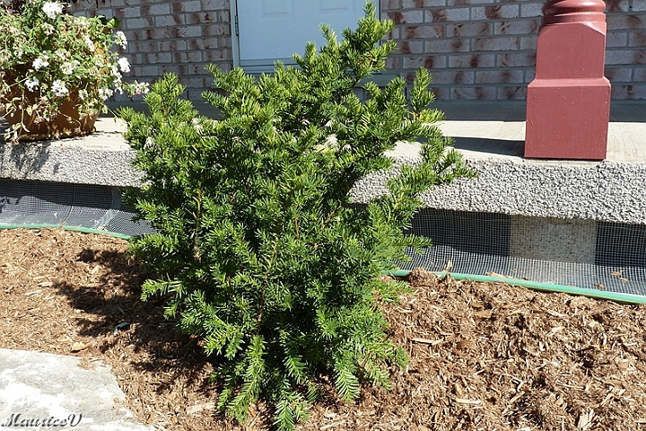 Taxus_Densiformis-476.jpg - Taxus Densiformis  Zone = 4,  Hauteur maximale = 1 mètre,  Largeur maximale = 2 mètres