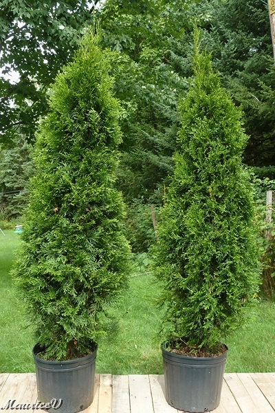 Thuya_Smaragd-416.jpg - Thuya Smaragd