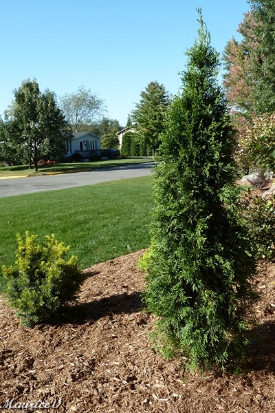 Thuya_Smaragd-493.jpg - Zone = 3 B,  Hauteur maximale = 5 mètres,  Largeur maximale = 60 cm