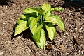 Hosta_Paradigm-472