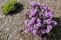 Rhododendron_Elite-201305