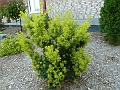 Taxus-If-nain-201308