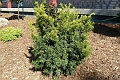 Taxus_Bright-Gold-471