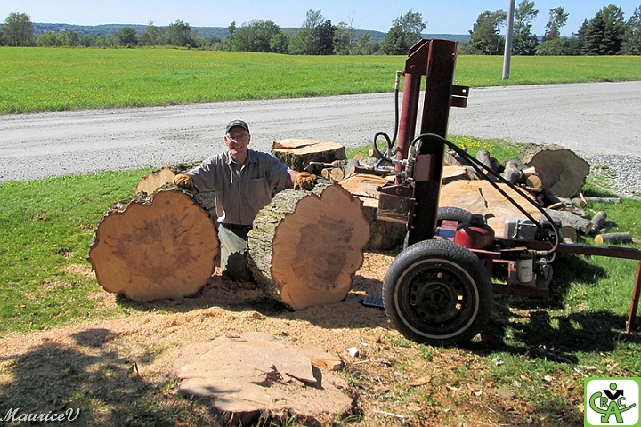 Gérald_Bucheron-173.jpg - Gérald notre grand bûcheron : Débitage d'un érable de plus de 30 mètres en avant de sa maison.